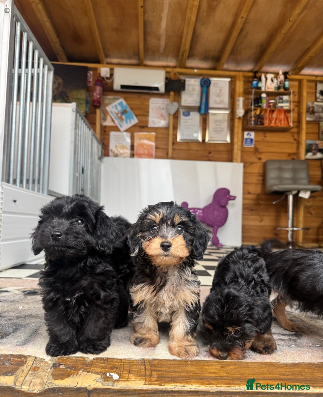 Mixed Breed dogs for sale: Daxiepoos (council licensed breeders) - Image 9