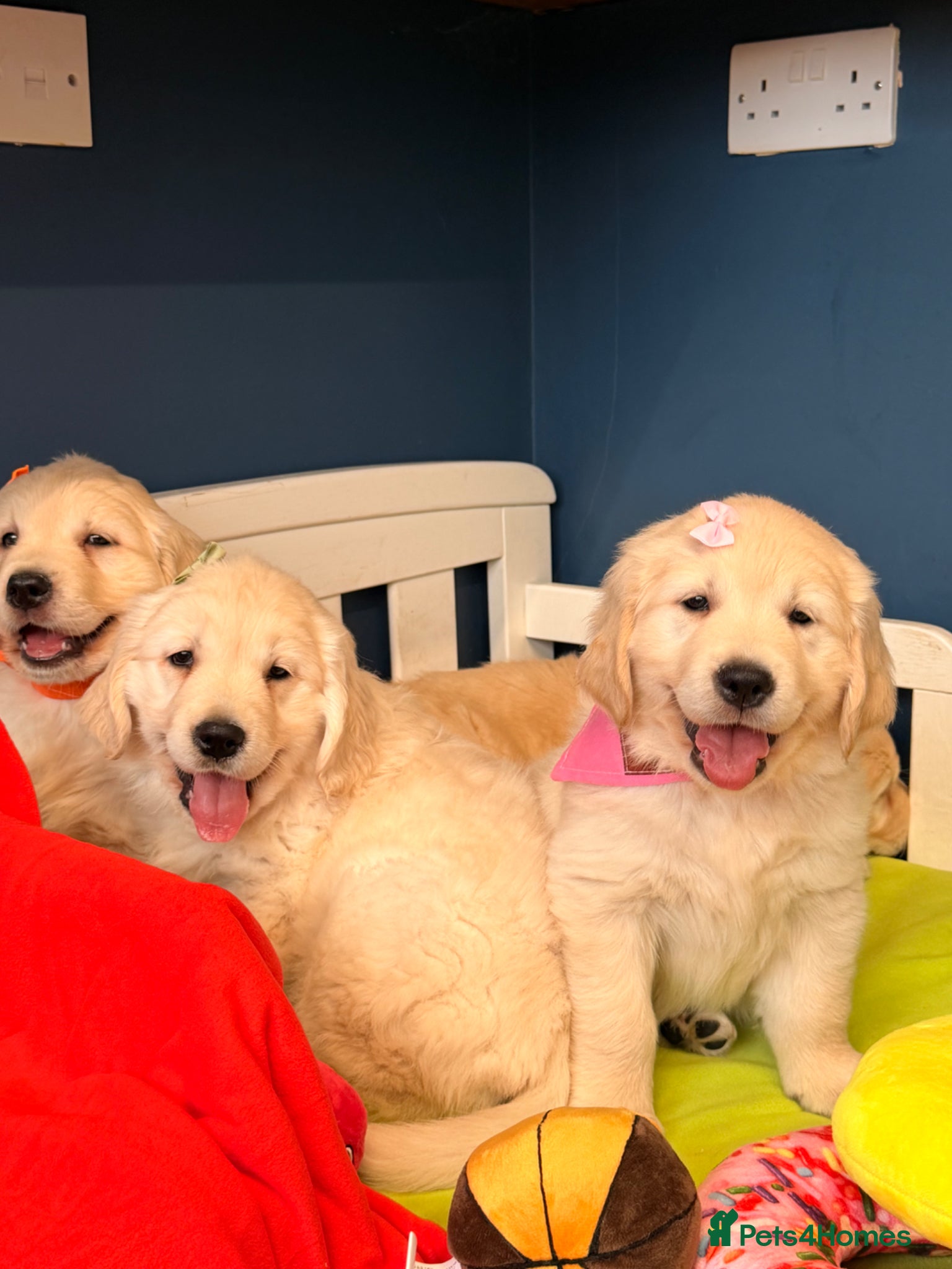Golden Retriever dogs for sale: 🐶 Gorgeous Chunky type Golden Retriever Puppies🐶 - Advert 11