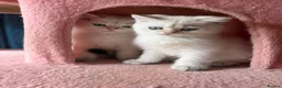 British Longhair cats for sale: WHITE KITTEN COLORPOINT VACCINATED READY FOR HOME - Advert 21