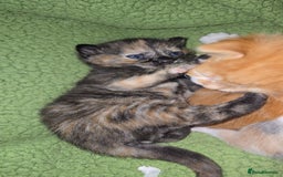 British Shorthair cats for sale: Kittens available  - Image 1