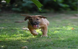 Mixed Breed dogs for sale: Wheatenbull Puppies English Bullterrier x Wheaten  in Egham - Image 6