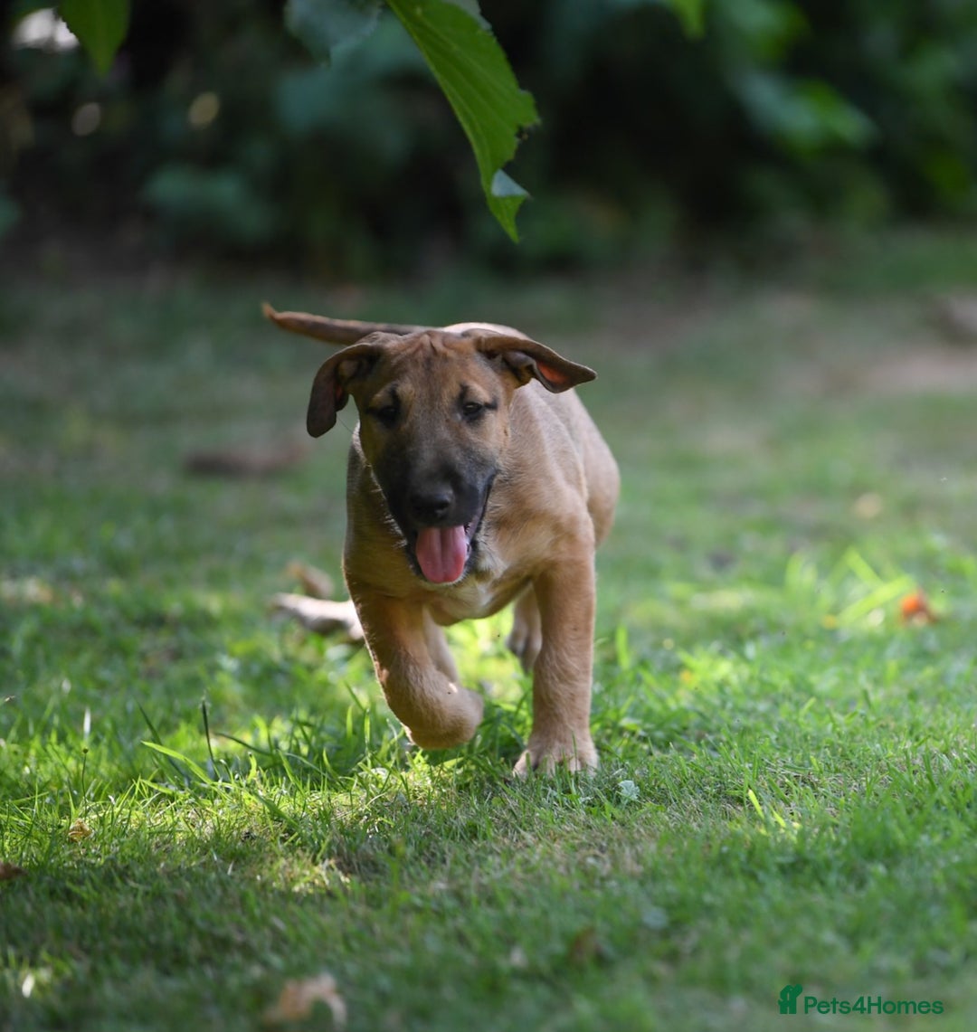 Mixed Breed dogs for sale: Wheatenbull Puppies English Bullterrier x Wheaten  in Egham - Image 6