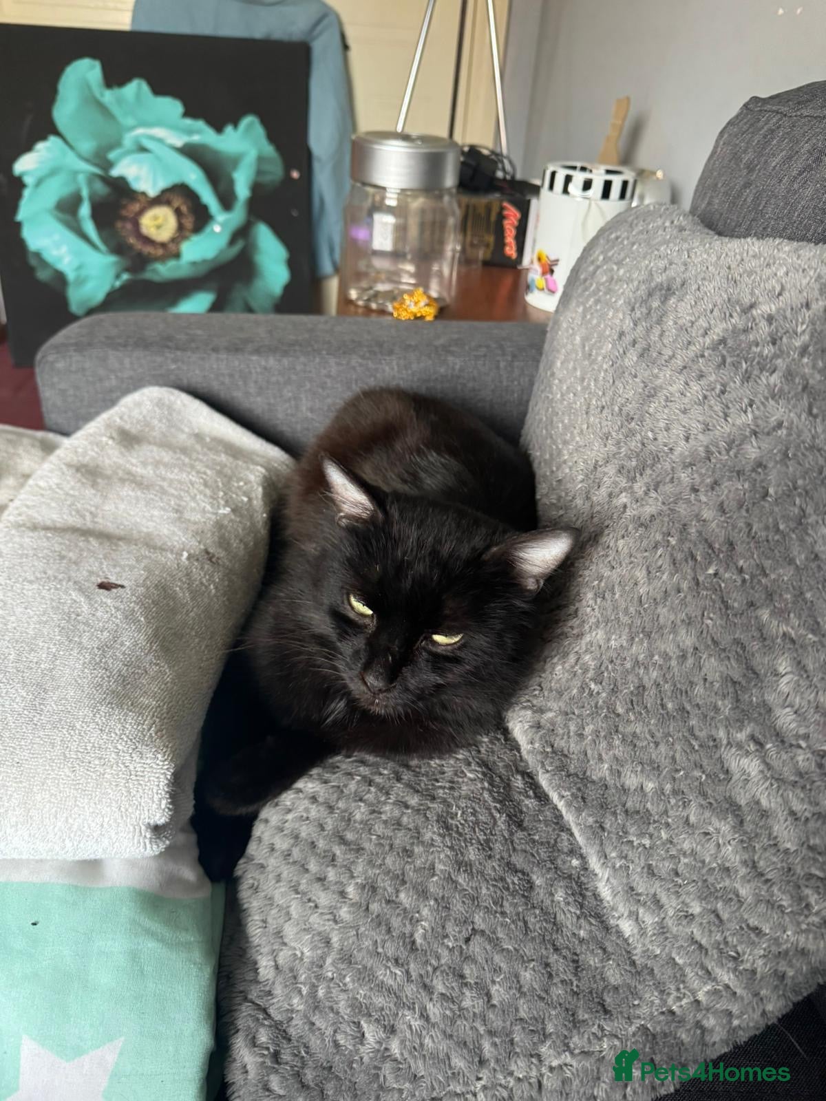 Mixed Breed cats 1 year old male free to a good home  - Advert 1