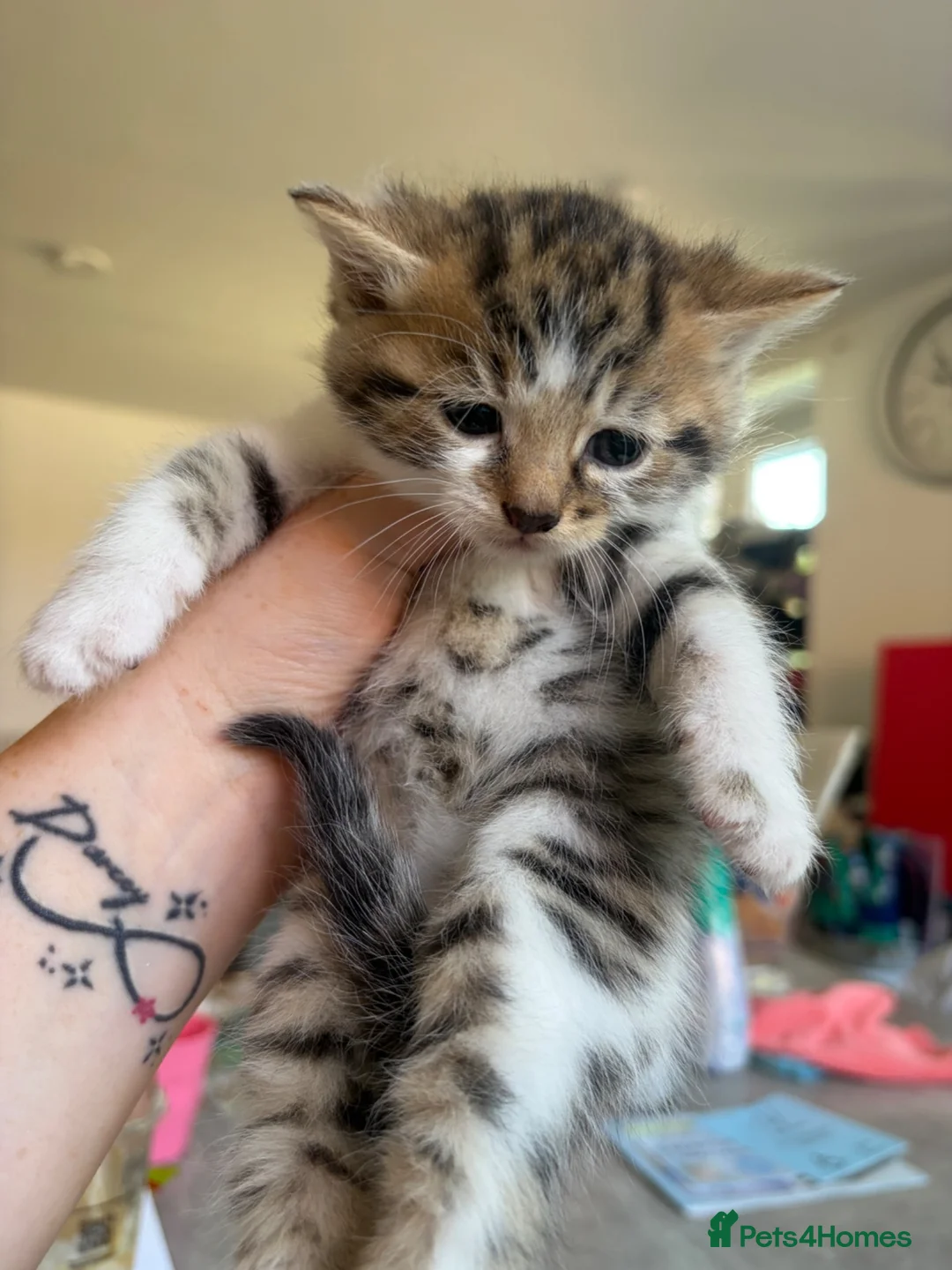 Bengal cats for sale: Beautiful Bengal mixed kittens. Ready to leave Aug - Advert 2