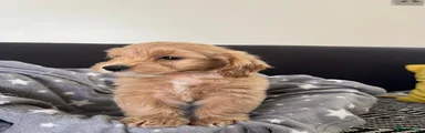 Orange girl