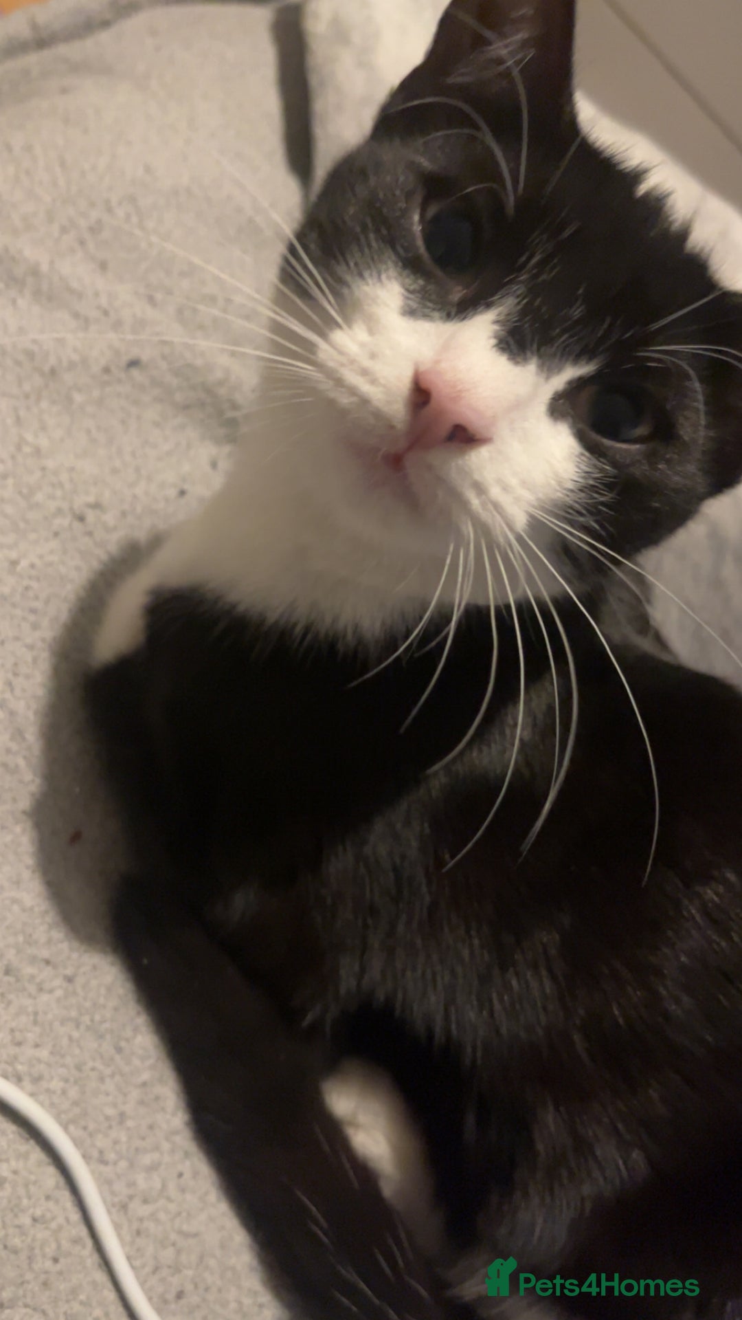 Domestic Shorthair cats for sale: Selling cat 6moths old  - Image 2