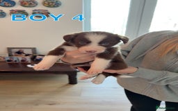 Border Collie dogs for sale: BEAUTIFUL BORDER COLLIE PUPPIES - Image 7