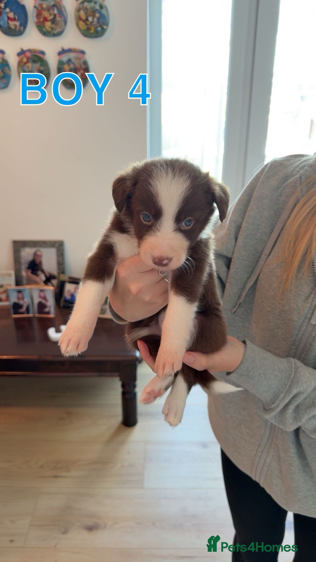 Border Collie dogs for sale: BEAUTIFUL BORDER COLLIE PUPPIES - Image 7