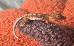 Gecko reptiles for sale: Beautiful Unsexed Crested Geckos ⬇️  - Image 5