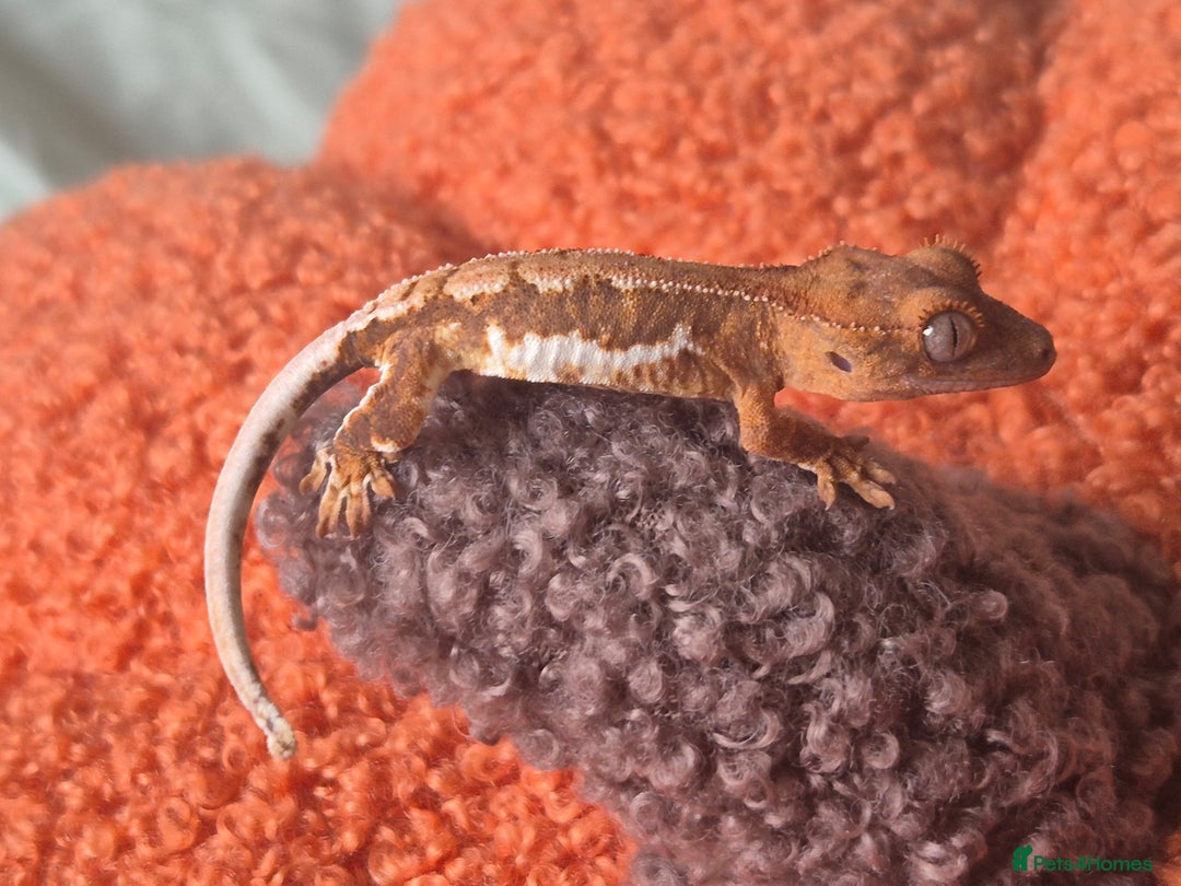 Gecko reptiles for sale: Beautiful Unsexed Crested Geckos ⬇️  - Image 5