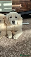 Golden Retriever dogs Kc, health tested, show type, golden retrievers. - Advert 5