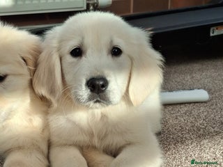 Golden Retriever dogs Kc, health tested, show type, golden retrievers. - Advert 1