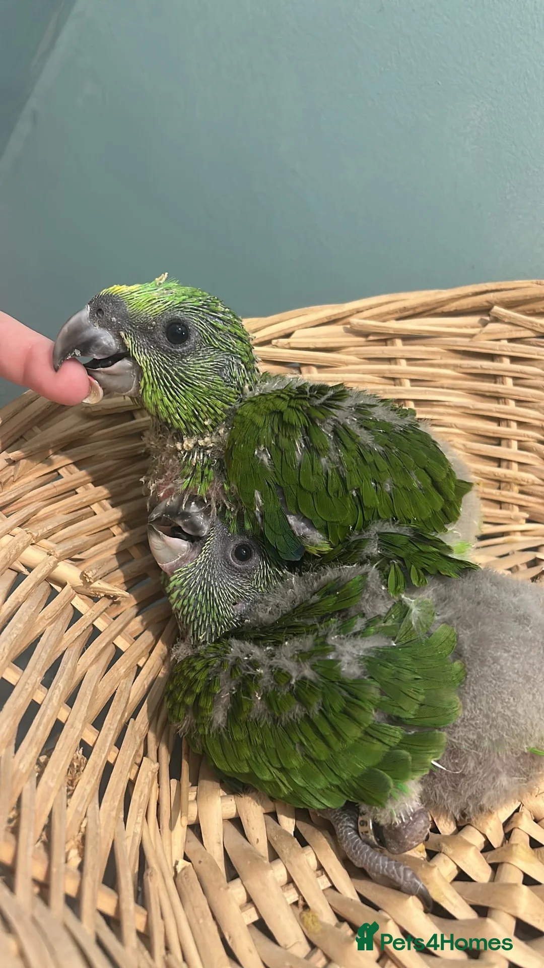 Parrots birds for sale: Baby yellow naped amazons  - Advert 4
