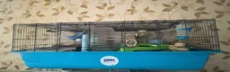 Hamster rodents for sale: Hunny the Syrian Hamster  - Advert 1