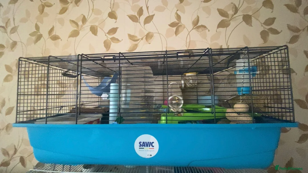 Hamster rodents for sale: Hunny the Syrian Hamster  - Advert 1