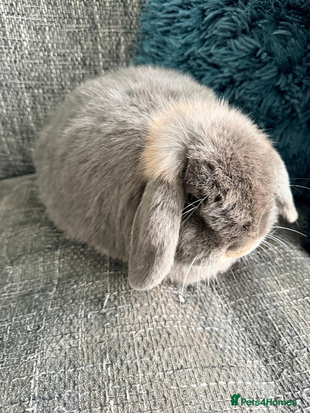 Mini Lop rabbits for sale: Two male Mini Lop Rabbits - Advert 3