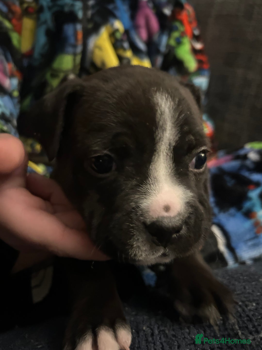 Staffordshire Bull Terrier dogs for sale: LAST 2 KC Registered Staffordshire Bull Terrier - Advert 8