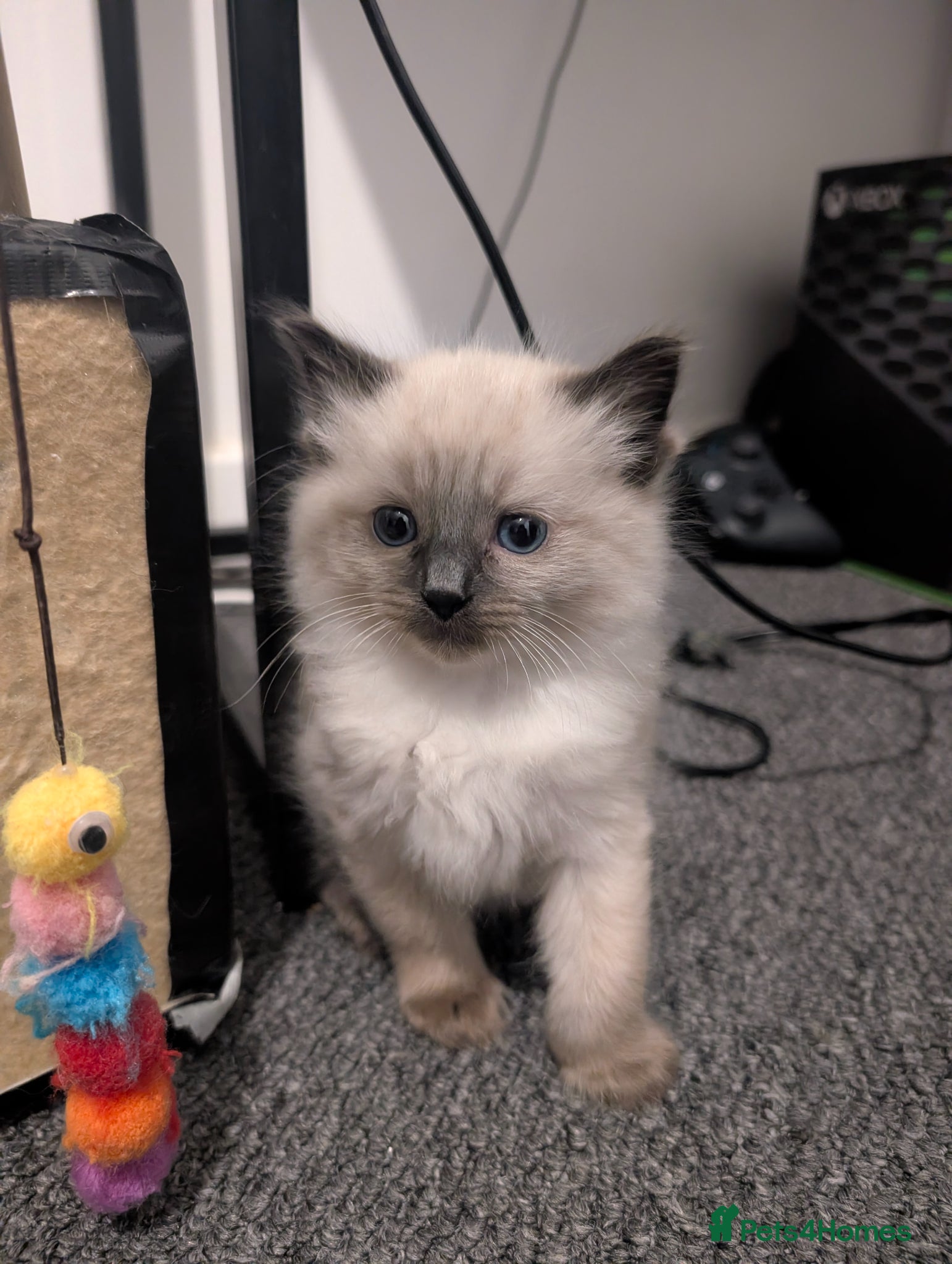 Ragdoll cats Last Seal Point Ragdoll Female – Sweet & Playful - Advert 18