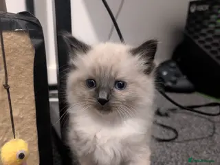 Ragdoll cats Last Seal Point Ragdoll Female – Sweet & Playful - Advert 18