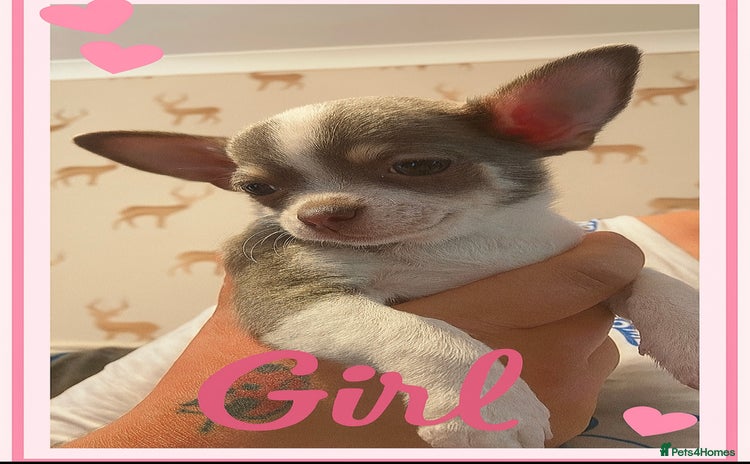 Chihuahua dogs - Advert 15