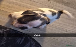Mixed Breed dogs for sale: Frenchie X Alapaha  - Image 6