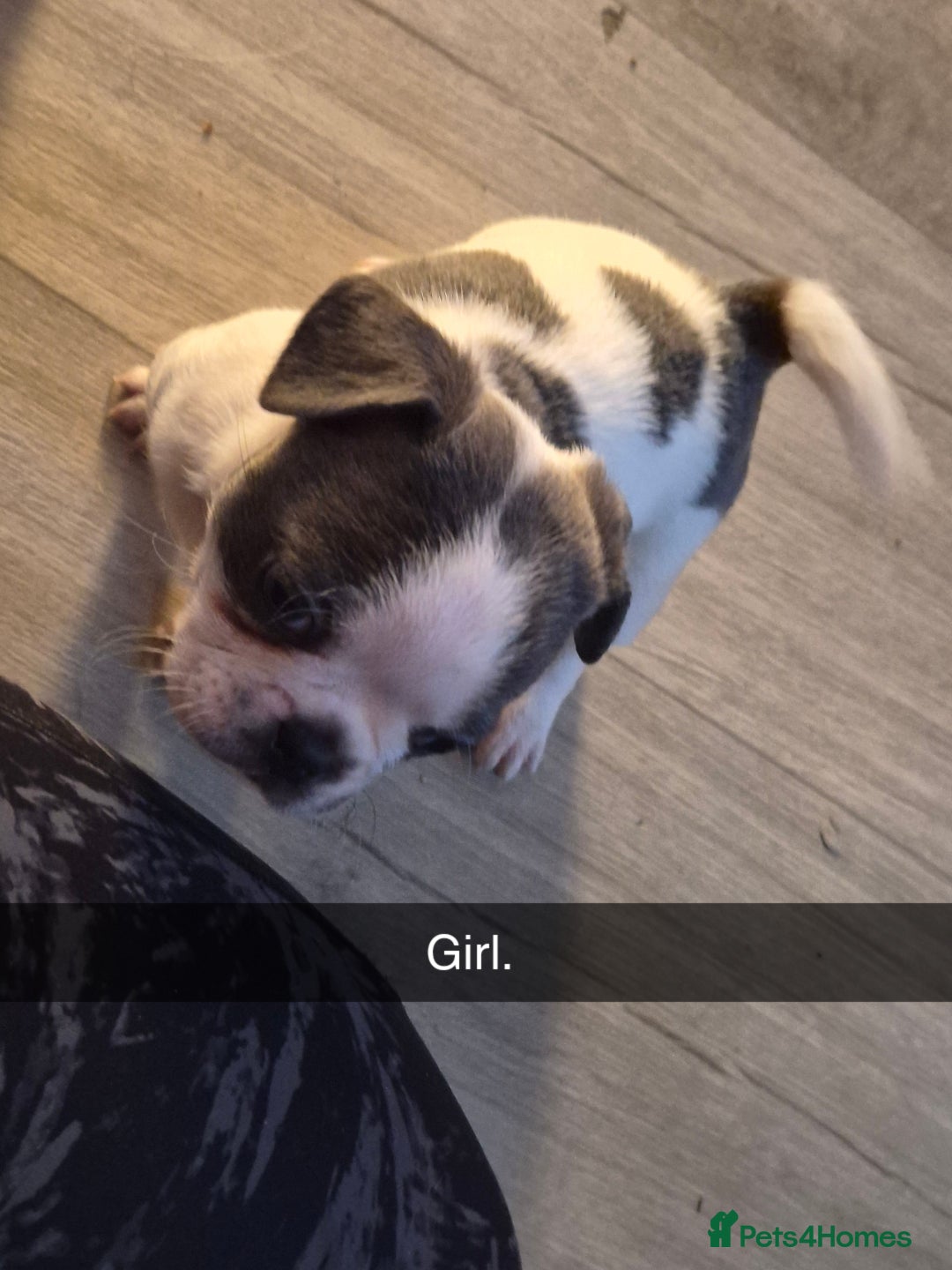 Mixed Breed dogs for sale: Frenchie X Alapaha  - Image 6