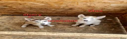 Siberian Husky dogs for sale: 2 boys siberian husky puppies available  - Advert 3