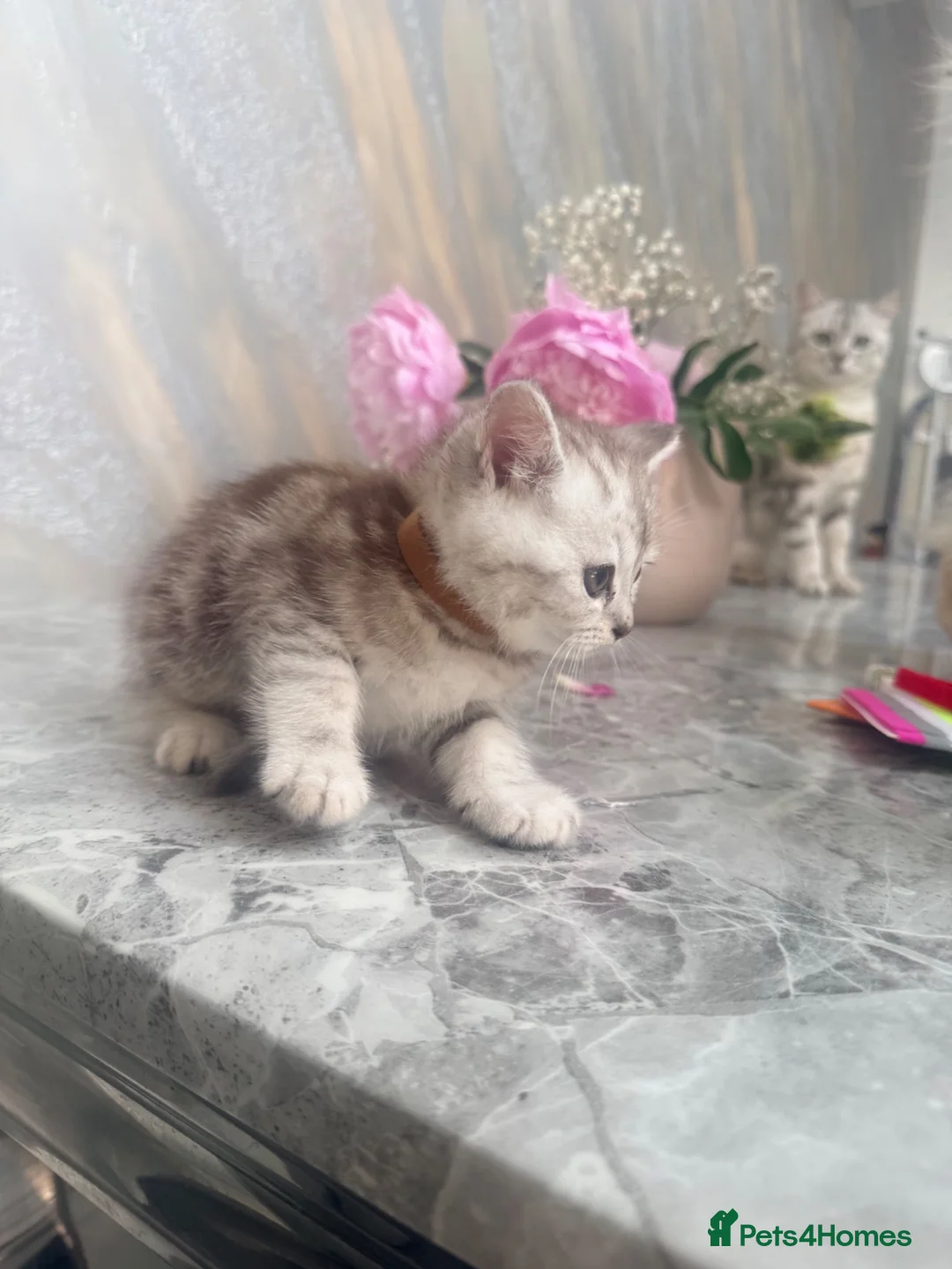 Mixed Breed cats for sale: Gorgeous SilverKittens Looking for Loving Homes  - Advert 2