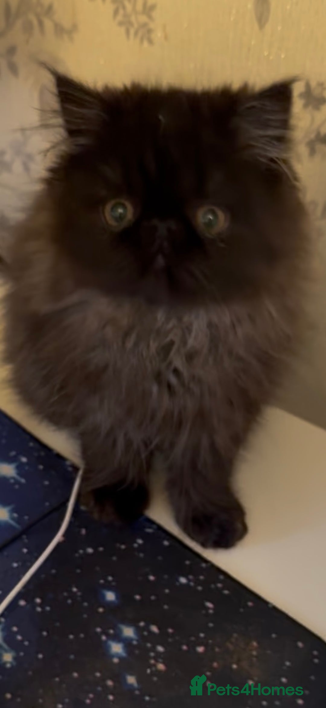 Persian cats for sale: 1 girl left REDUCED GCCF  PERSIANS  - Advert 17