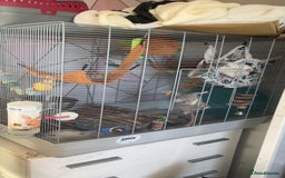 Rat rodents for sale: 5 male rats looking for a new home - Image 7