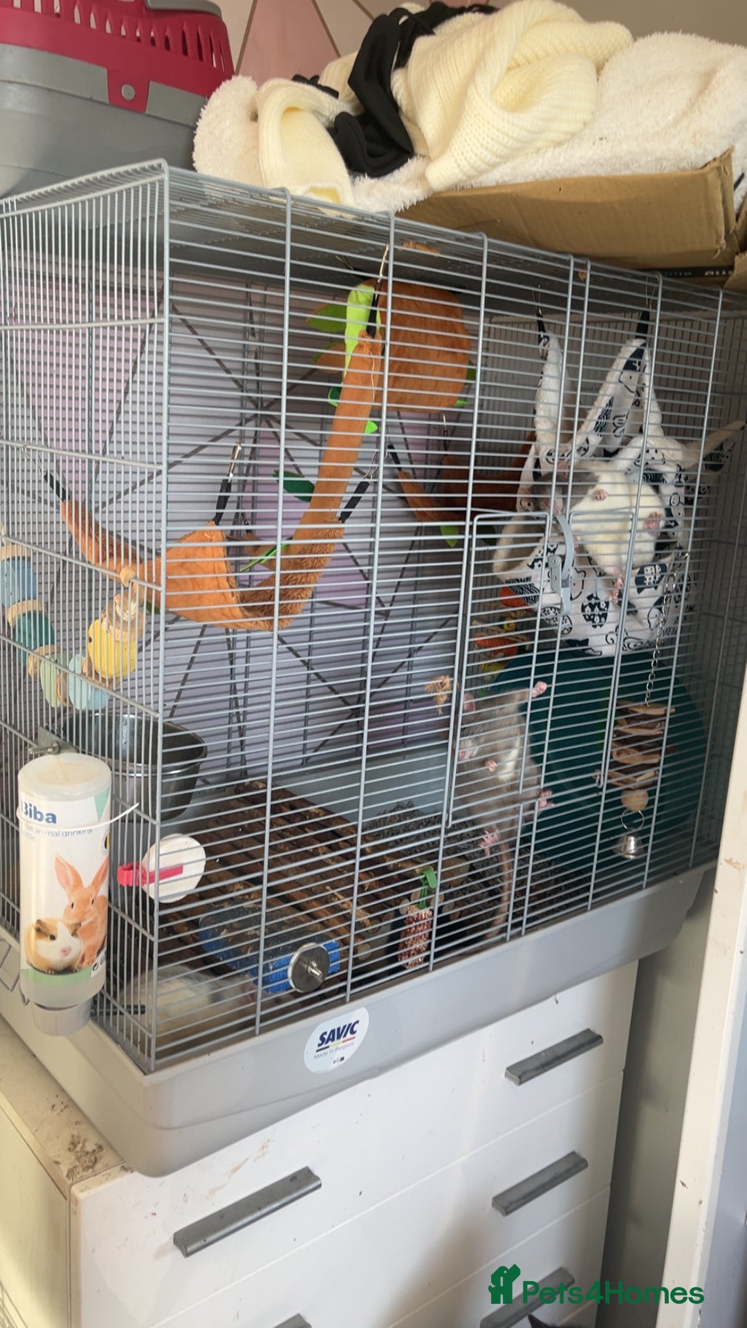Rat rodents for sale: 5 male rats looking for a new home - Image 7