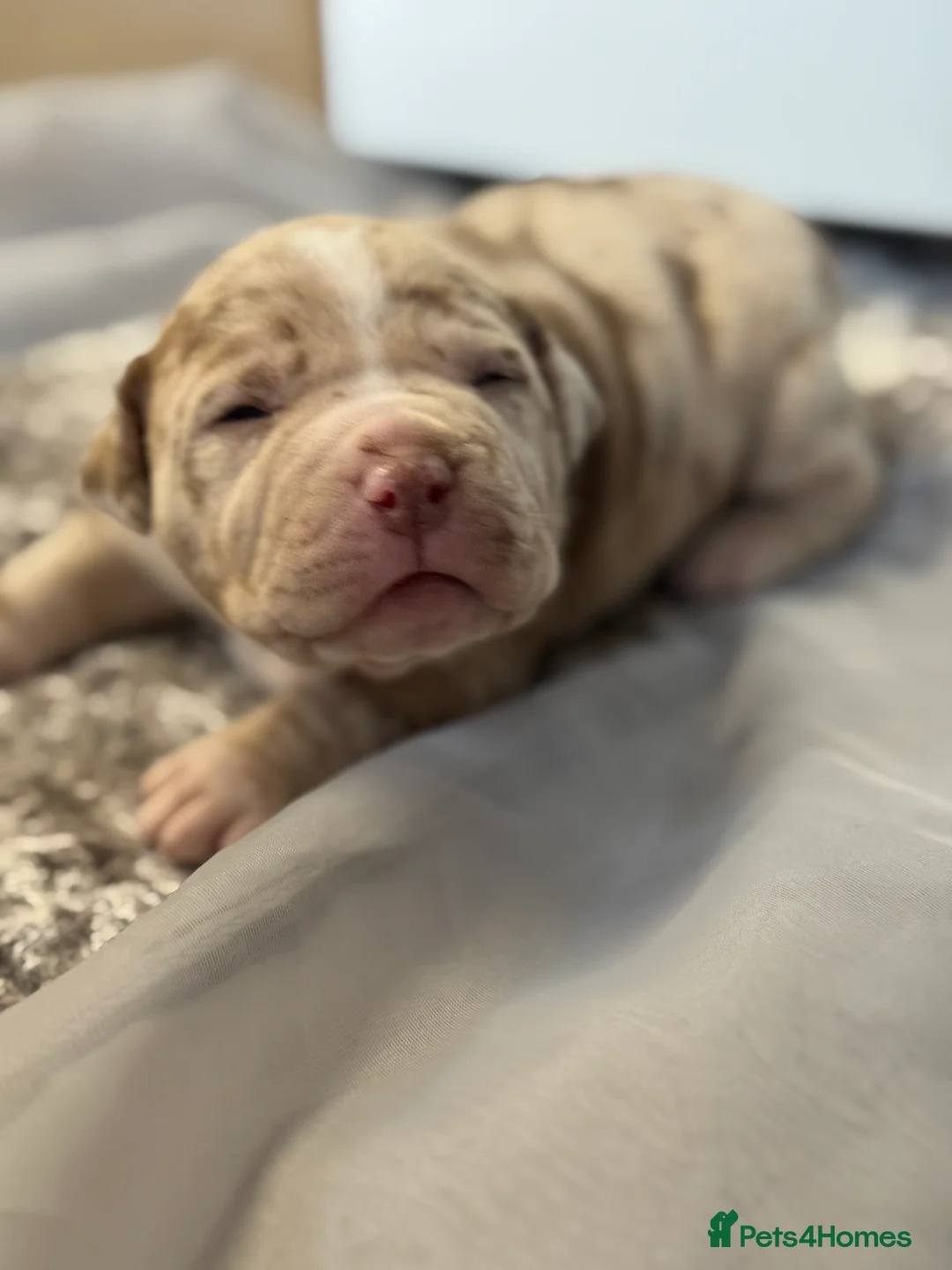 Staffordshire Bull Terrier dogs for sale: Stunning Staffordshire Terrier Puppies 18th June🐾 - Advert 2