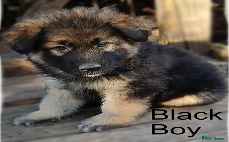German Shepherd dogs - Advert 16