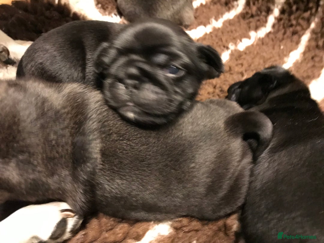 Pug dogs for sale: Platinum pug girls vaccinated Insured microchipped - Image 1