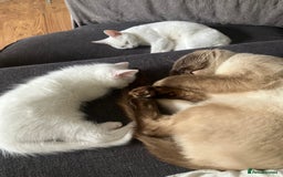 Khao Manee cats for sale: White Scottish fold mix - Image 12