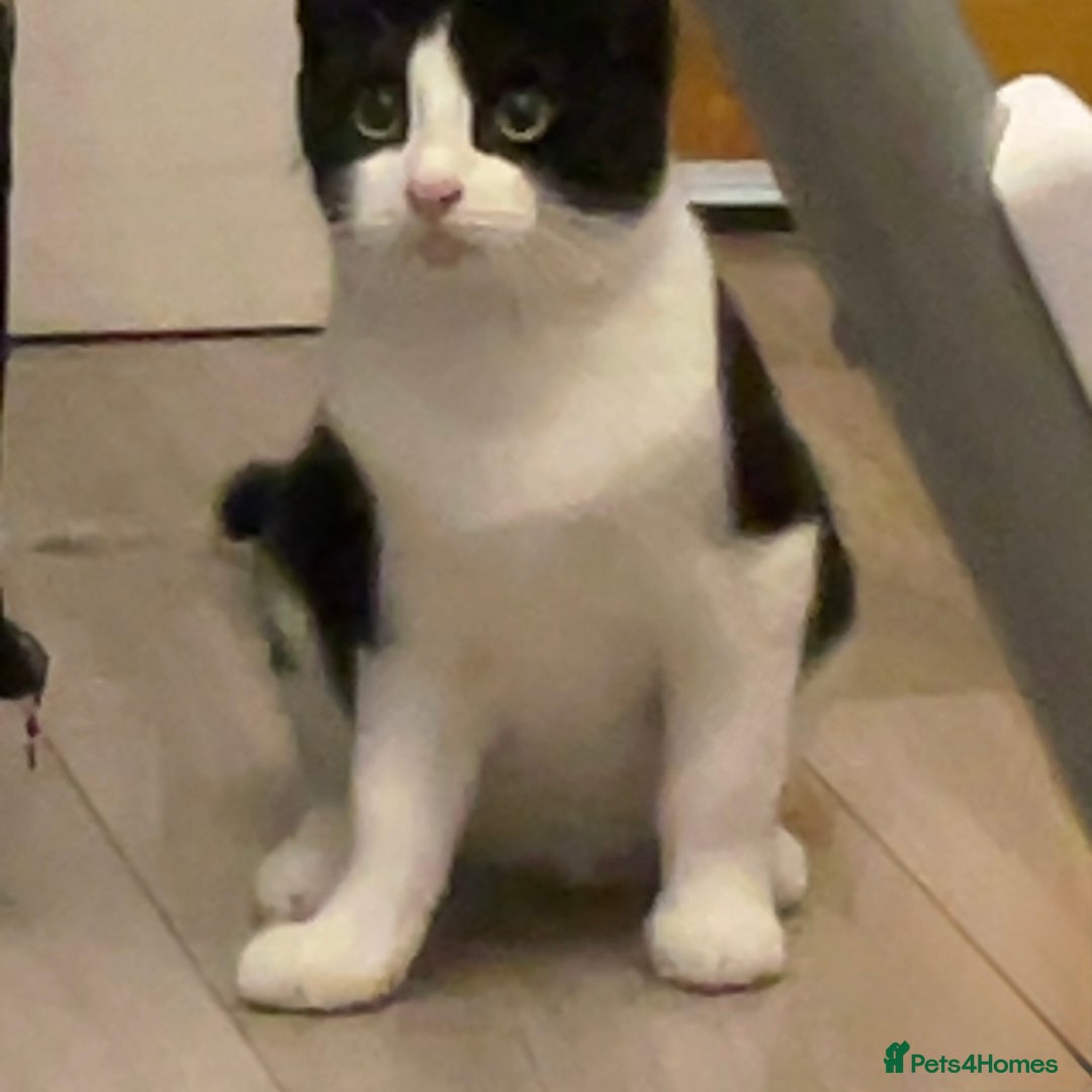 Domestic Shorthair cats for sale: Cat for sale! - Image 2
