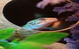 Leopard Gecko reptiles for sale: Female Leopard Gecko - Image 4