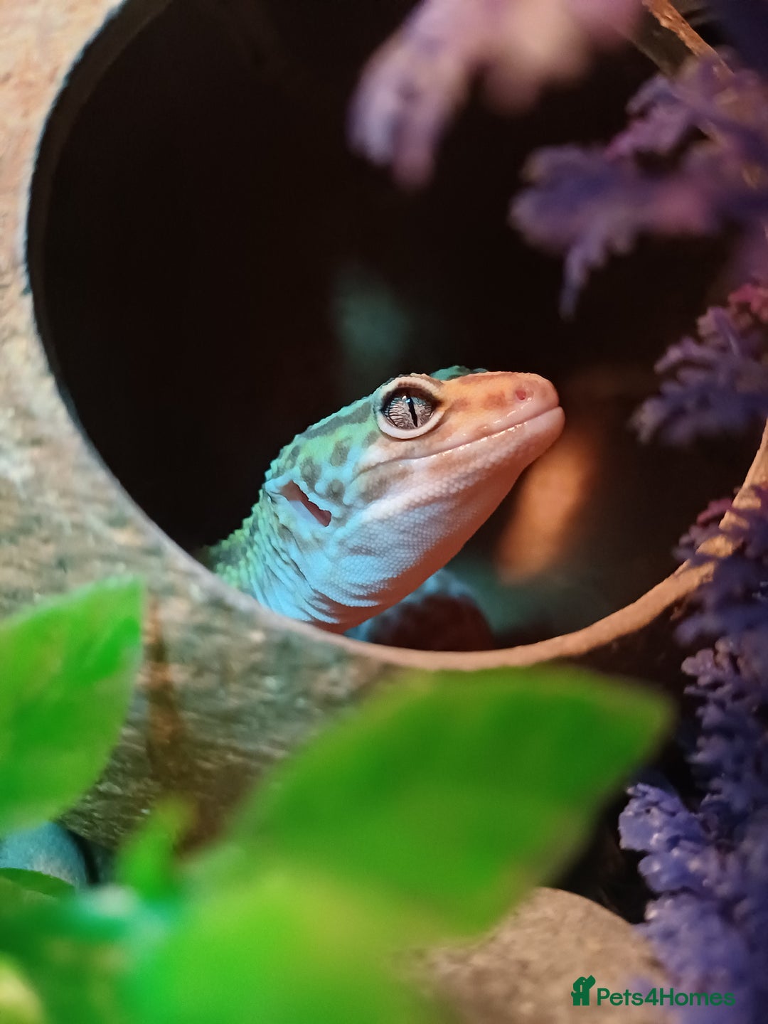 Leopard Gecko reptiles for sale: Female Leopard Gecko - Image 4