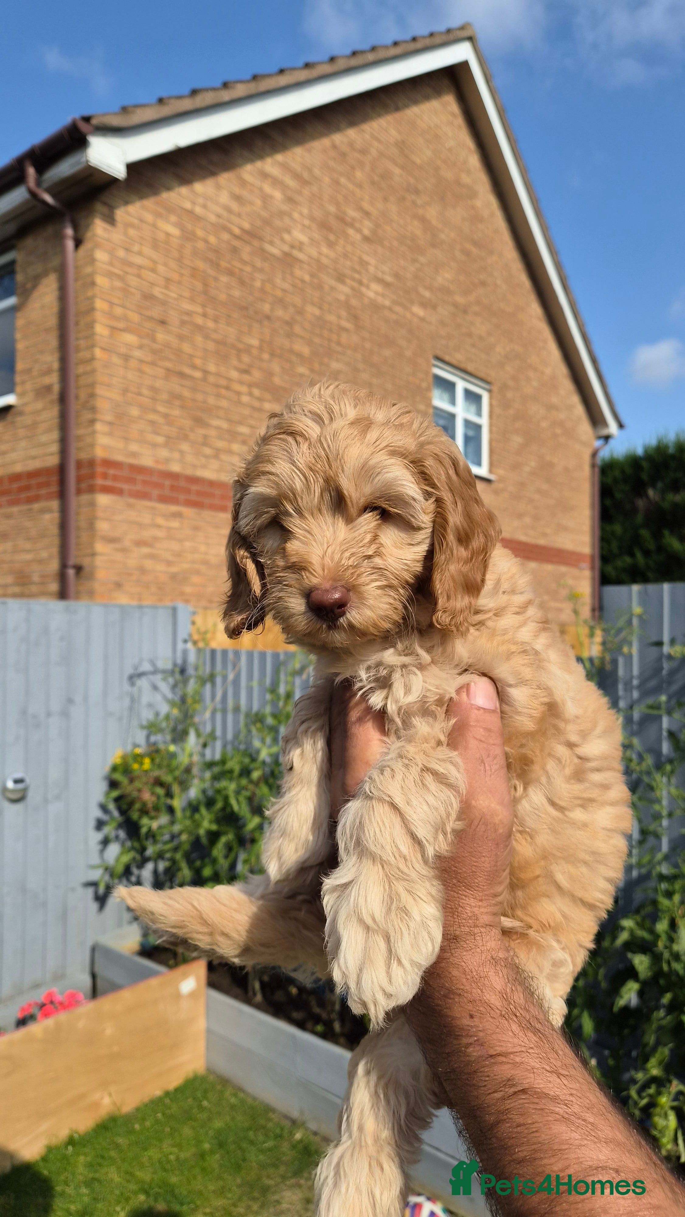 Cockapoo dogs Gorgeous Cockapoo Puppies ready for a new home  - Advert 2