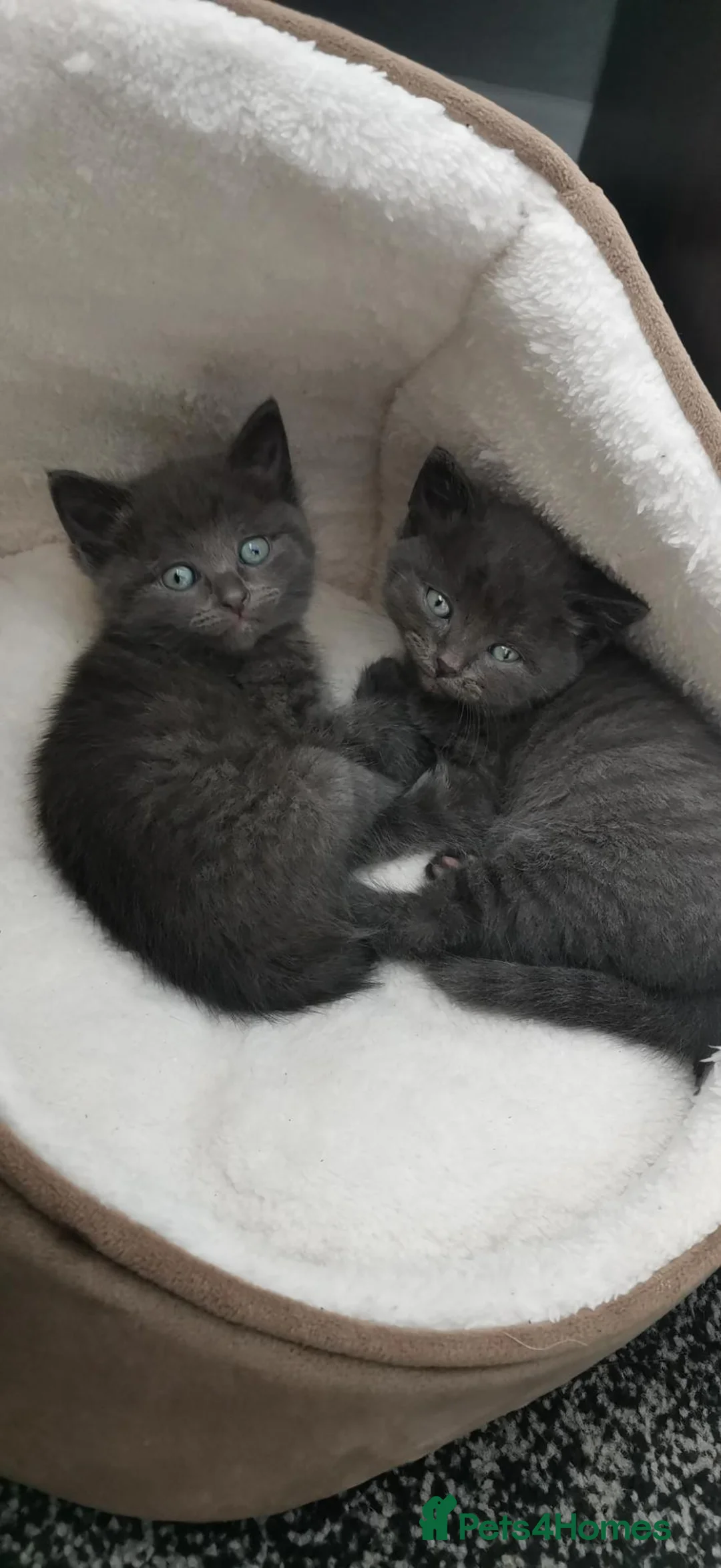 British Shorthair cats for sale: British shorthair - Advert 2