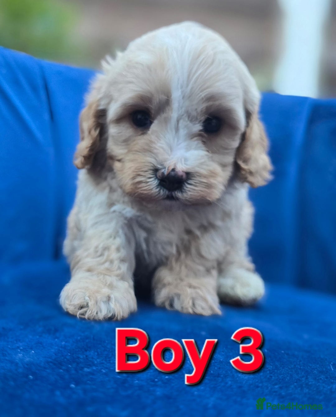 Cavapoo dogs for sale: Health Tested Quality F1 Cavapoo Puppies.  - Advert 16