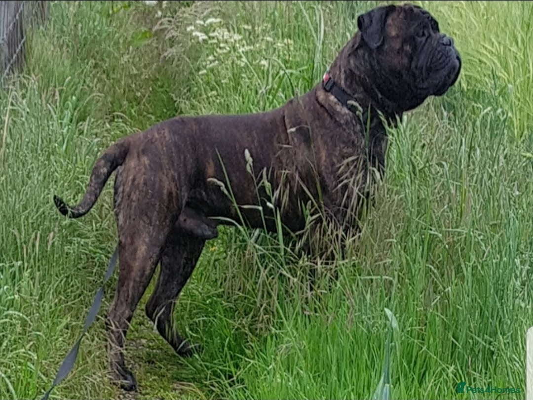 Bullmastiff dogs for sale: Quality Health Tested KC Bullmastiffs - Advert 11