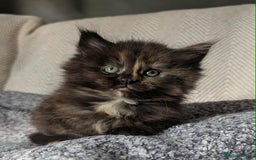 Maine Coon cats for sale: Gorgeous Maine Coon/Ragdoll Girl - Image 2