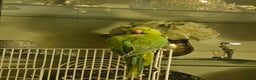 Ringnecks birds for sale: Sell parrot  Ringneck  - Advert 6