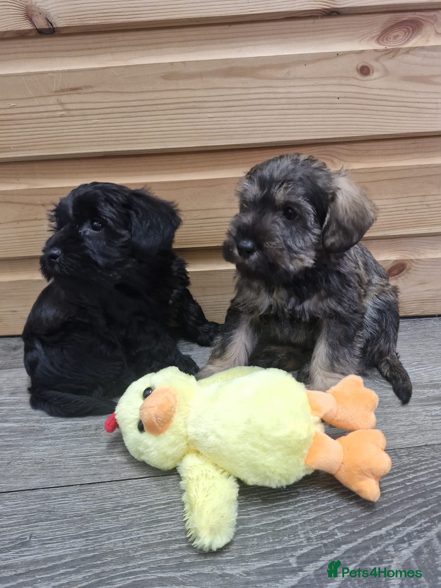 Schnoodle dogs F1 schnoodle puppies  - Advert 7