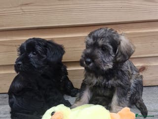 Schnoodle dogs F1 schnoodle puppies - Advert 7