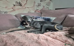 Whippet dogs for sale: Stunning KC Registered Blue Whippet Puppies - Image 17