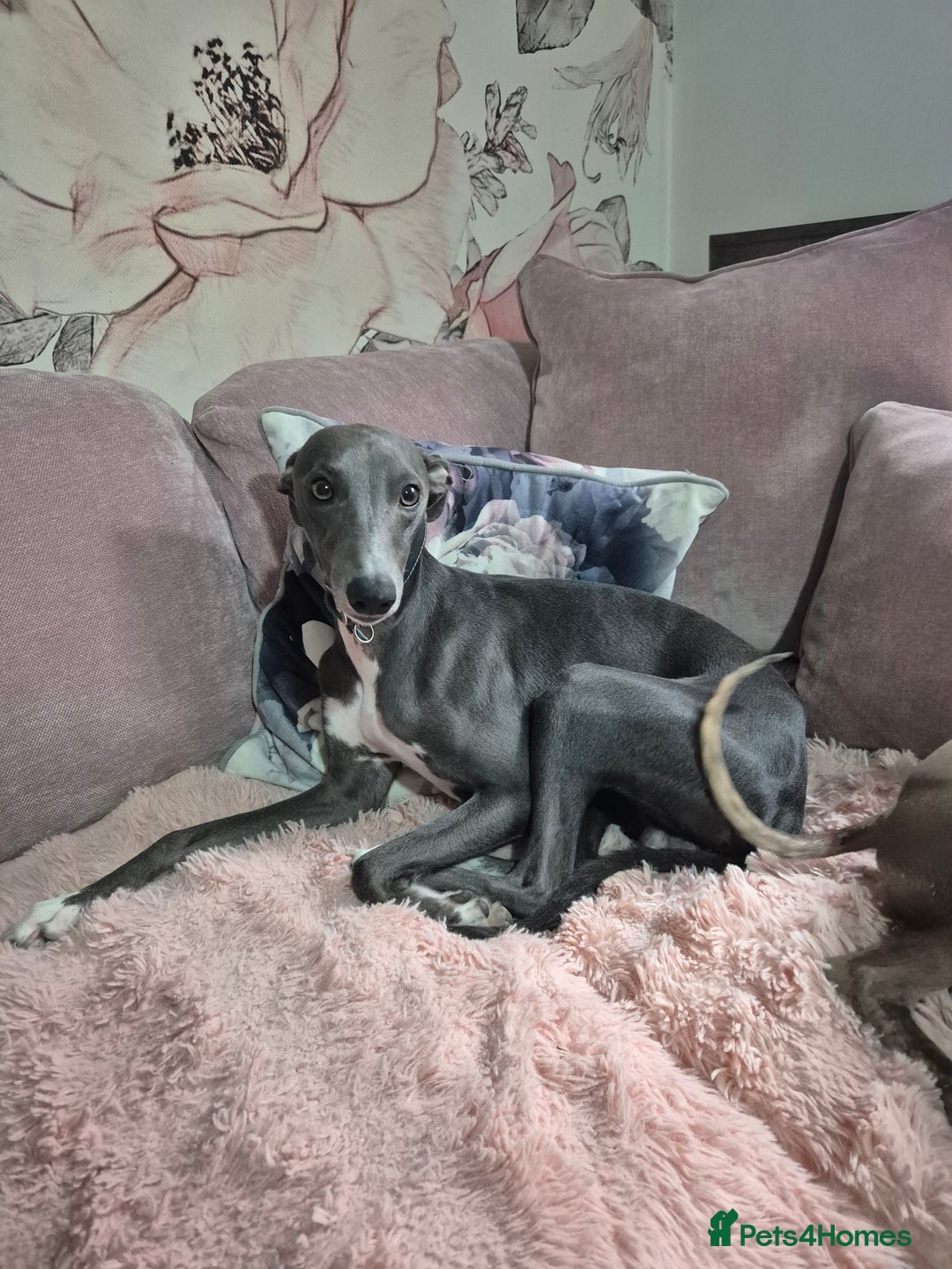 Whippet dogs for sale: Stunning KC Registered Blue Whippet Puppies - Image 17