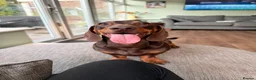 Miniature Dachshund dogs for sale: 2 MINIATURE DACHSHUND FOR REHOMING - Advert 4