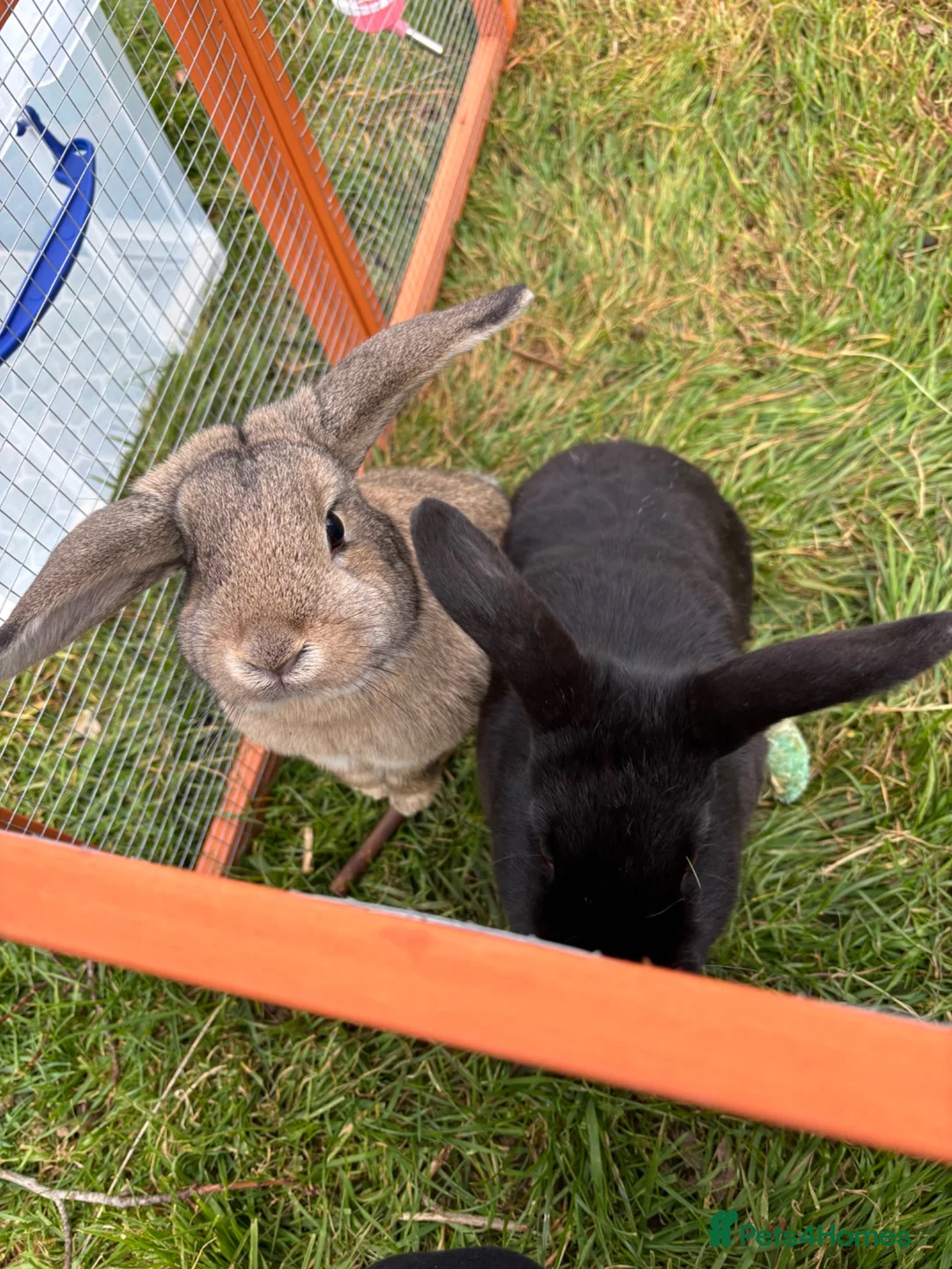 English Lop rabbits for sale: 2 beautiful girls need rehoming  in Rugby - Advert 2